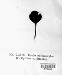 Uredo polymorpha image